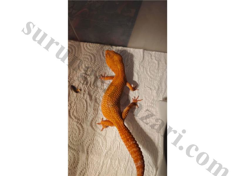 MANDARİNE SUNGLOW NDBE BELL FULL CARROT TAİL LEOPART GECKO NADİR MORPH